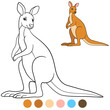 Color me: kangaroo. Cute beautiful kangaroo smiles.