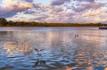 Birds Flying Over Blackwood River At Sunset, Augusta, Western Australia, Australia