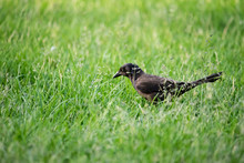 Bird On Grass
