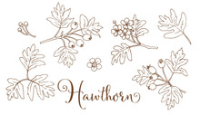 Collection Of Hand Drawing Hawthorn
