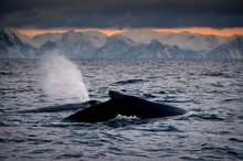 Humpback Whale's Tail Above Water Surface, Andenes, Nordland, Norway