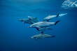 © Connect Images - Group of Atlantic spotted dolphins (Stenella frontalis), underwater view, Santa Cruz de Tenerife, Canary Islands, Spain