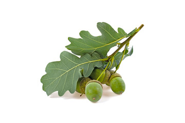 Wall Mural - green acorns and oak leaves on white background