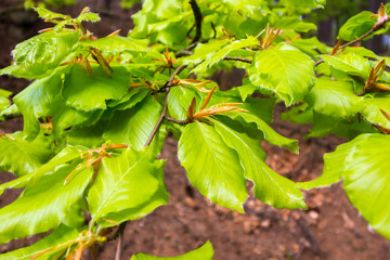 Spring Fresh Green Beech Leaves