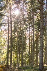 Wall Mural - Sun rays in the pine forest