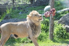 Männlicher Löwe Bei Der Fütterung Im Zoo