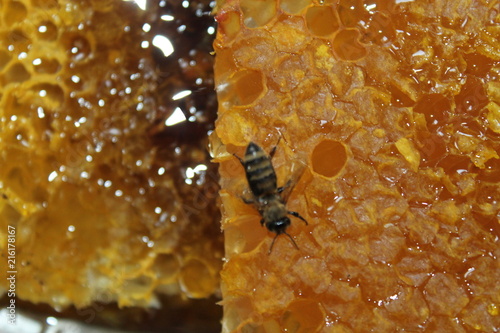 Plakat miód, plaster miodu, plaster miodu, pszczoły, pszczelarstwo, świeży miód, tekstura miodu, hodowla pszczół, zdrowie, zdrowe odżywianie