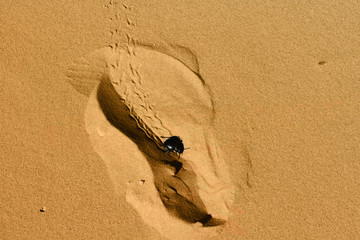 Footprint in sand with beetle.