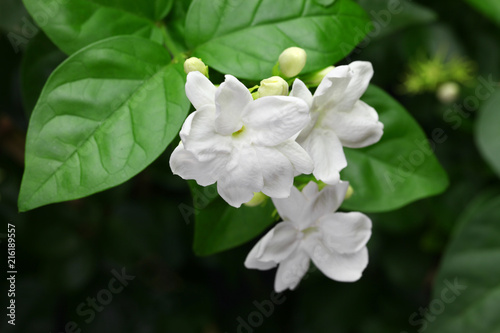 Photographie jasmine tea flower, arabian jasmine, jasminum sambac