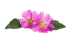 Pink Mallow Isolated