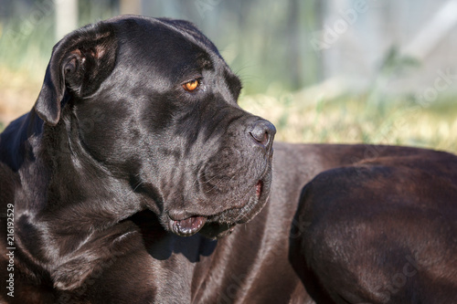 45+ Cane Corso Dog Black