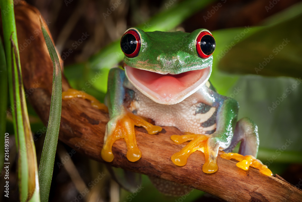 Red-eyed tree frog sitting on a branch and smiling - obrazy, fototapety, plakaty 