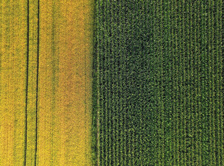 Wall Mural - Aerial view of corn and barley field vertical