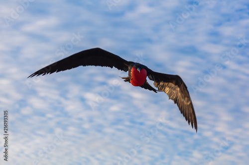 Fotografía Male frigate in full flight