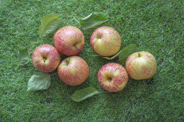 apples on the grass, harvest, harvest festival, summer. Yekaterinburg. 02.08.18