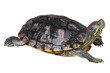 Red eared slider turtle ( Trachemys scripta elegans ) is creeping and raise one's head on white isolated background . Side view