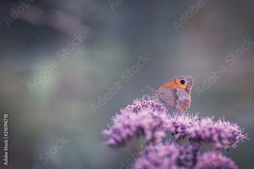 Zdjęcie XXL Motyl na kwiacie (Amarylis)