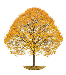 Wall Mural - autumn linden tree isolated on white background