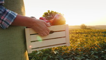 The Farmer Is Carrying A Wooden Box With Fresh Vegetables. Goes Along The Field At Sunset. Fresh Vegetables Directly From The Field Concept