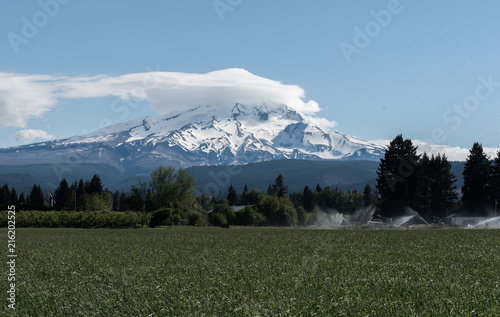 Fényképezés Mt Hood towering over a field on a clear spring day