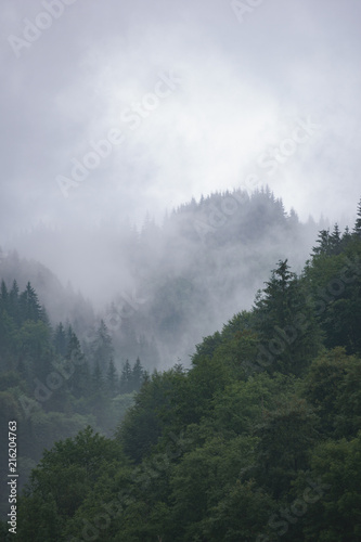 Dekoracja na wymiar  iglasty-gorski-las-we-mgle