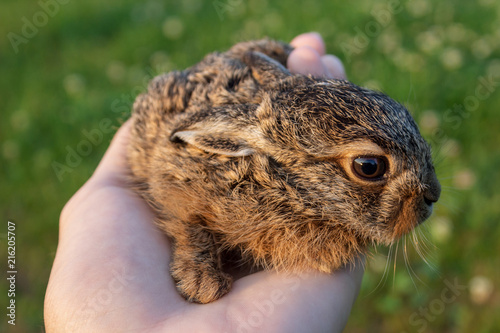 baby bunny in hand