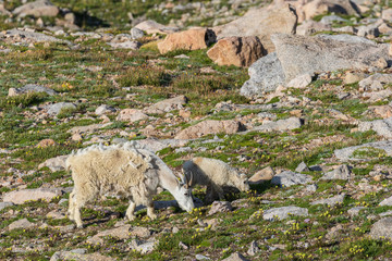 Wall Mural - Mountain Goat Nanny and Kid