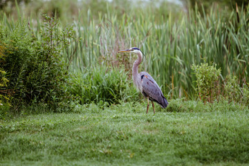 Wall Mural - Great Blue Heron 2