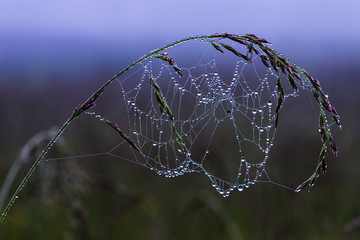 Tricks of fog