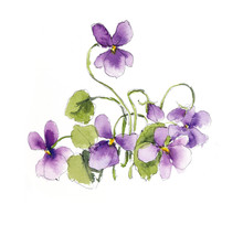 Bouquet Of Violets. Watercolor Composition. Flower Backdrop. Decoration With Blooming Violets, Hand Drawing.  Illustration.