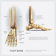 © pongpongching - Human Anatomy Foot Bone Vector Illustration