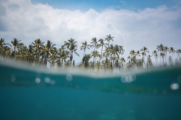Wall Mural - low angle view of palm trees above ocean surface