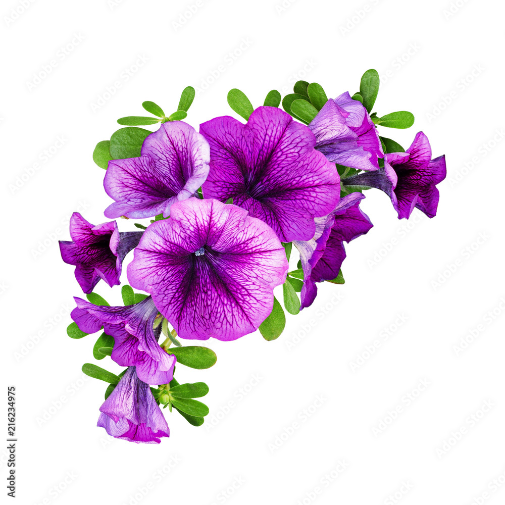 Purple petunia flowers in a floral corner composition - obrazy, fototapety, plakaty 