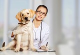 Fototapeta Zwierzęta - Beautiful young veterinarian with a dog