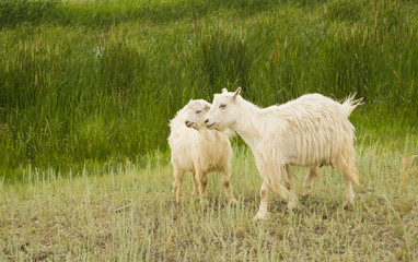 Two white sheep in a green meadow