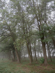 Wall Mural - Foggy forest