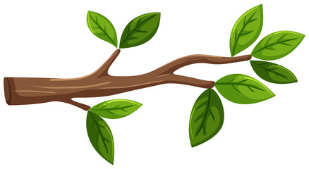Wall Mural - Tree branch with leaf on white background