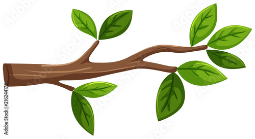 Fotomural Tree branch with leaf on white background