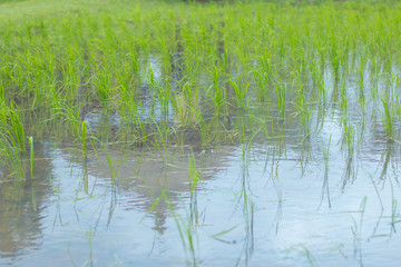 Jasmine Rice Field Growing up for 2 weeks.