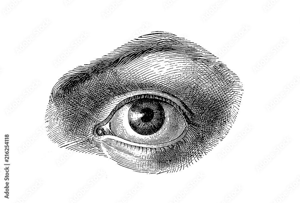 Anatomy - human eye detail, isolated on white - obrazy, fototapety, plakaty 