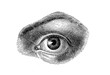 Anatomy - human eye detail, isolated on white