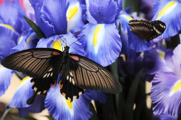 Wall Mural - coloured butterfly 