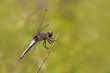 kuru dala tutunmuş yusufçuk böceği ( dragonfly )