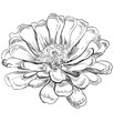 Vector hand drawing flower 6