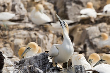 Northeern Gannet (Morus Bassanus) On Nest At Colony With Nesting Material