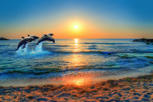 Dolphins Jumping In The Blue Sea Of Thailand At Sunset