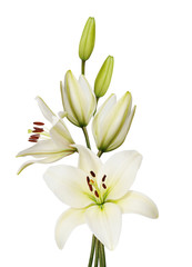 Wall Mural - lily flower