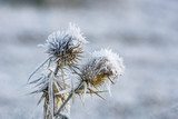 Fototapeta  - Flower in winter with frozen ice crystals
