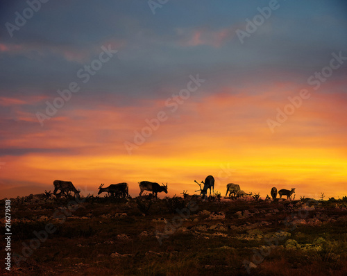 Cuadros en Lienzo Reindeers in Lapland midnight sun