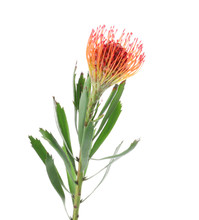 Beautiful Protea Flower On White Background. Tropical Plant